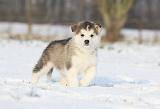 ALASKAN MALAMUTE 299